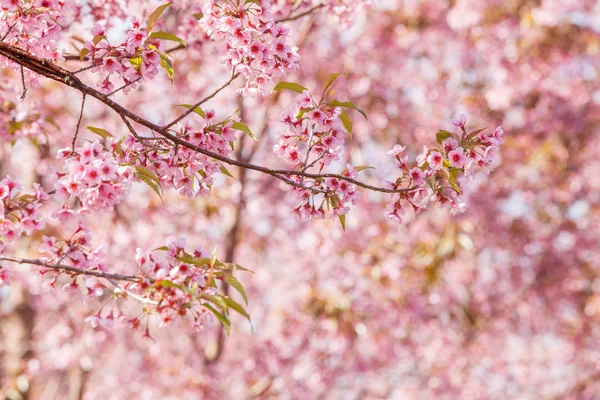 Vacker rosa körsbär — Stockfoto