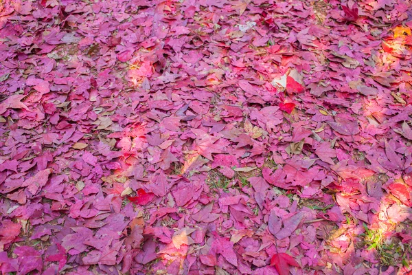 Hermosa flor de cerezo rosa — Foto de Stock