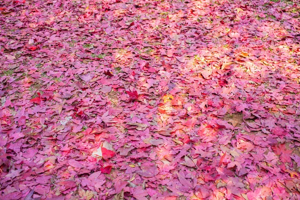 Rote Ahornblätter auf dem Boden — Stockfoto