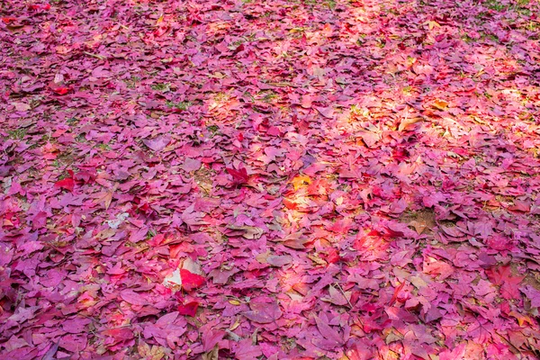 Daun maple merah di tanah — Stok Foto