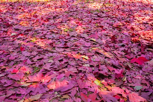 Rode esdoorn bladeren op de grond — Stockfoto