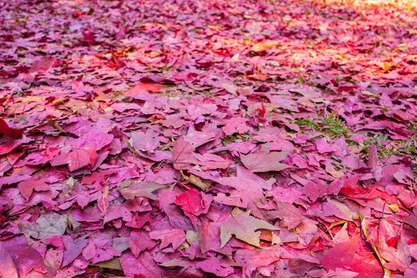 Rote Ahornblätter auf dem Boden — Stockfoto