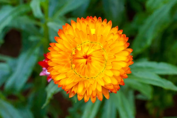 Colorful strawflower — Stock Photo, Image