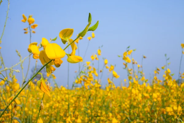 Crotalaria Juncea flower — Stock Photo, Image