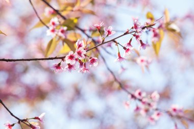 güzel pembe kiraz çiçeği