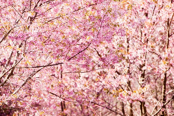 Vacker rosa körsbärsblommor — Stockfoto