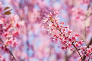 güzel pembe kiraz çiçeği