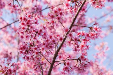 Güzel pembe kiraz çiçeği (select odak pembe kiraz çiçeği)