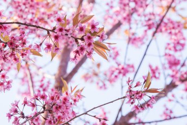 güzel pembe kiraz çiçeği