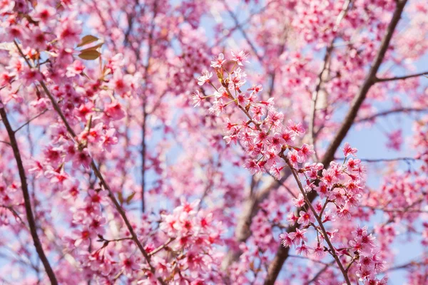 Vacker rosa körsbärsblommor — Stockfoto