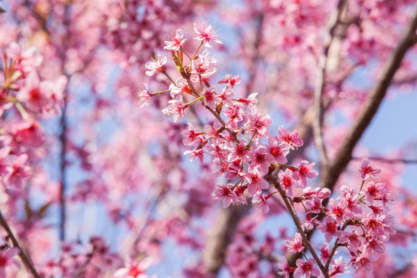 Hermosa flor de cerezo rosa (seleccione el enfoque a la flor de cerezo rosa ) — Foto de Stock