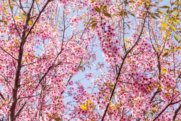 Vacker rosa körsbärsblommor — Stockfoto