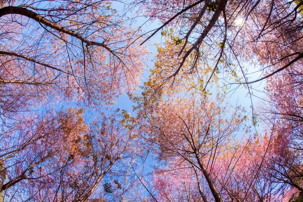 Güzel pembe kiraz — Stok fotoğraf