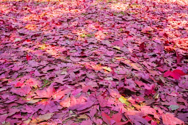 Roter Ahorn — Stockfoto