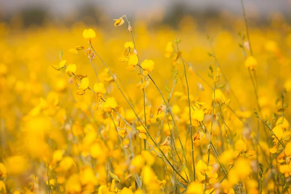 Crotalaria Juncea — Stock Photo, Image