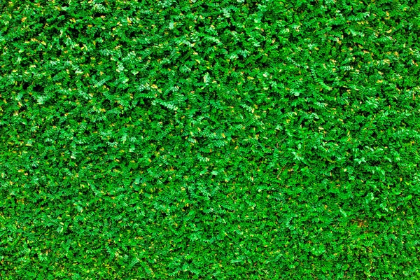 Green leaves wall background — Stock Photo, Image