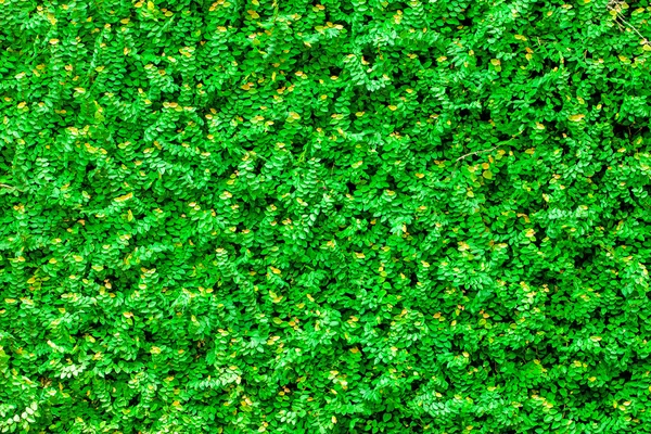 Fondo de pared hojas verdes —  Fotos de Stock