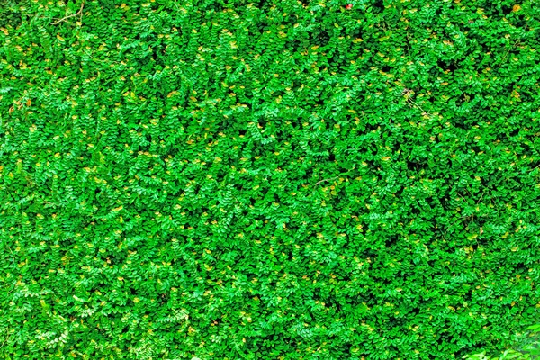 Yeşil Yapraklar duvar arkaplanı