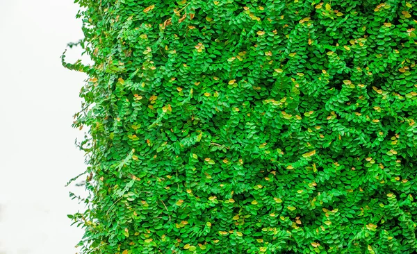 Hojas verdes aisladas sobre un fondo blanco —  Fotos de Stock