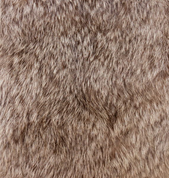 Macro animal Hair