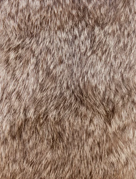 Macro animal Hair