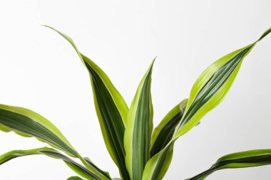 Yaratıcı bir arka plan. Beyaz arka planda taze yeşil yapraklar. Bitkilerle en az tasarım. boşluğu kopyala seçici odak. 