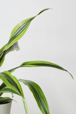 Yaratıcı doğa geçmişi. Dekoratif ev bitkisi, beyaz arka planda, doğal ışık altında. Bitkilerle en az tasarım. Boşluğu kopyala