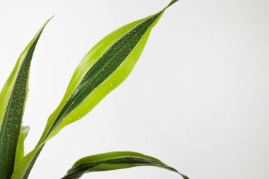 Beyaz Arkaplan Yaratıcı Doğası hakkında Yeşil Yapraklar Sayfanın Açısı İçin Sınır minimalizm kavramı seçici odaklanma 