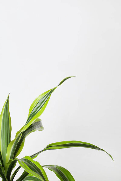 Green Leaves Border For An Angle Of Page on White Background Creative nature background. minimalism concept selective focus 