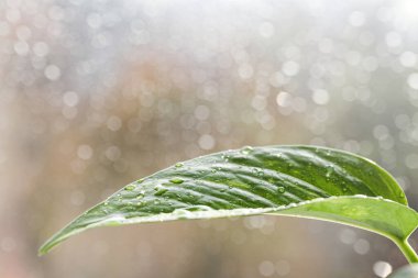 Gri arka planda taze yeşil yaprak ve bokeh üzerine güzel bir su damlası. Boşluğu kopyala