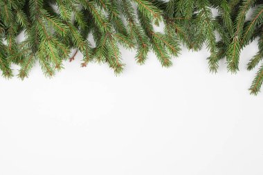 Beyaz arkaplanda köknar dalları, üst görünüm kopyalama alanı. Noel ve Yeni Yıl geçmişi