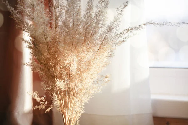 Pampas Grass Windowsill White Curtains Bokeh Sunlight Minimalistic Pampa Concept — Stock Photo, Image