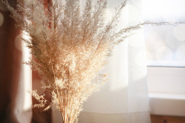 Pampas grass near windowsill with white curtains with bokeh and sunlight. minimalistic pampa concept.Trendy Home Decor. selective focus
