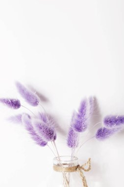 Tavşan Kuyruğu Çimi Kurumuş Çiçek Buketi beyaz arka planda. Minimalist kompozisyon. 