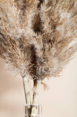 Bej arka planda pampalar çimen dalları. Doğal arka plan. Minimum, şık bir konsept. Yeni moda ev dekorasyonu. seçici odak