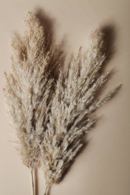 Bej arka planda kuru otlar. Asgari, şık, tek renkli konsept. Düz yatış, üst görünüm. 