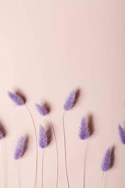 Bej arka planda Tavşan Kuyruğu Çimi Kurutulmuş Çiçekler. Minimalist kompozisyon. 