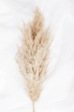 pampas grass branch on white background. natural background.  clipart