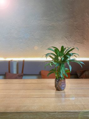 Lokantada tencerede doğal ışık altında dekoratif bitki..