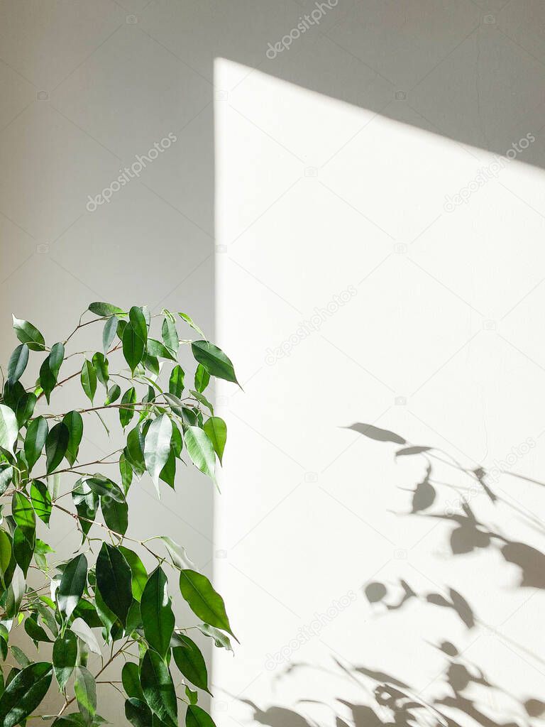 Decorative house plant on white background with natural light. 