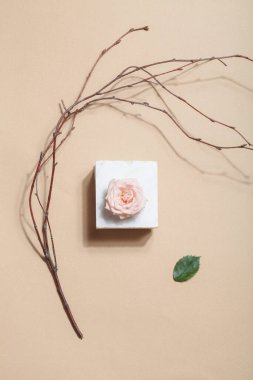 Wabi Sabi, organik tasarım konsepti. İskandinav ve Japon tarzı çiçekler. Mermer üzerine pembe gül, kuru ağaç dalı ve bej arka planda yeşil yaprak.