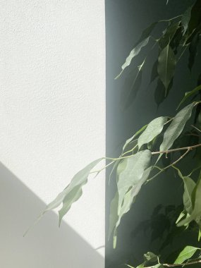 Beyaz arka planda doğal ışıklandırmalı dekoratif ev bitkisi. 