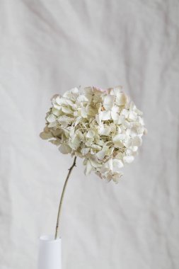 Ortanca, hortum, gri arka planda kurumuş çiçek. Pastel, doğal renkler. Eski tarz. seçici odak. 