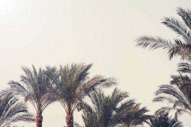 Mavi gökyüzüne karşı palmiye ağaçları. Doğa geçmişi. Seyahat tropik yaz tatili konsepti. Klasik ton. Boşluğu kopyala