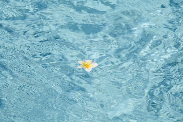 Summer, relax and spa concept . Minimal nature background. frangipani flower in blue water in pool.