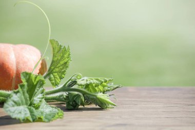 Sonbahar hasadı. Yeşil arka planda turuncu balkabakları ve güneş ışığı. 