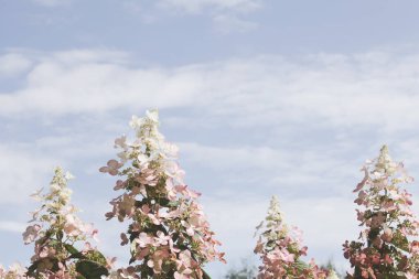 Gökyüzüne karşı bulutlu güzel bir çiçek. 