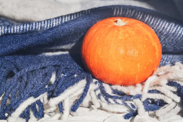 Podzimní Skladba Podzimní Sklizeň Koncept Díkůvzdání Oranžová Dýně Modrém Kostkovaném — Stock fotografie