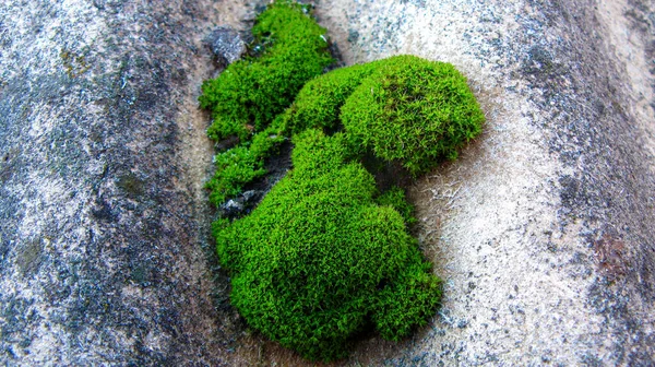 Green moss on the roof old of  the house close-up. Bunches green moss on slate roof. Macro photography.