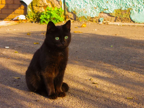 A black cat with green eyes sits outside on a sunny day. Serious and attentive look of a black cat. The cat warms up while sitting on the asphalt.